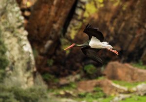 Aves Parque Nacional de Monfragüe – ECOTURISMO MONFRAGÜE